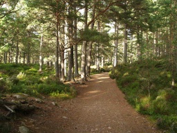 Image on trail